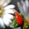Bug